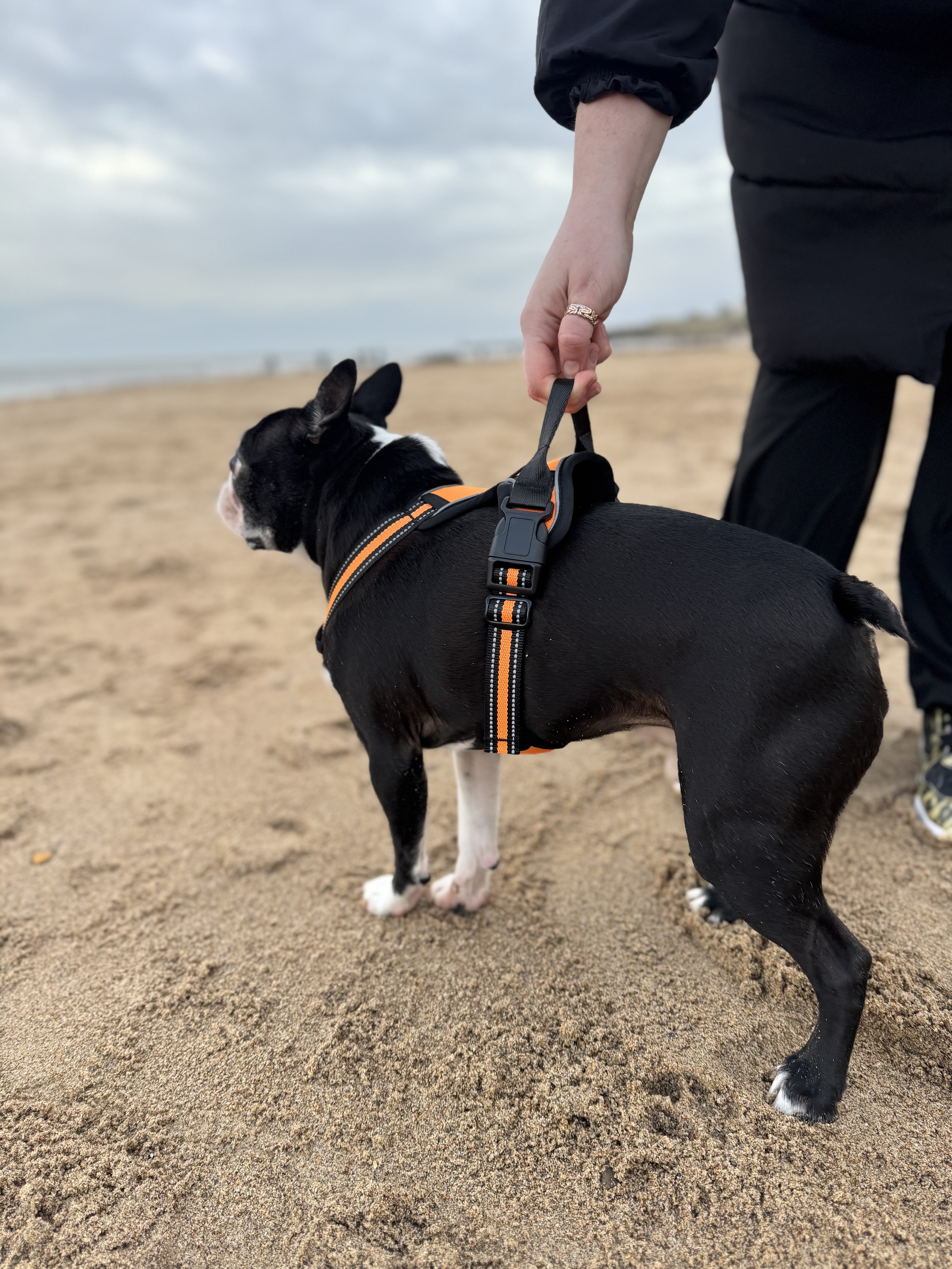 Adjustable Reflective Dog Harness